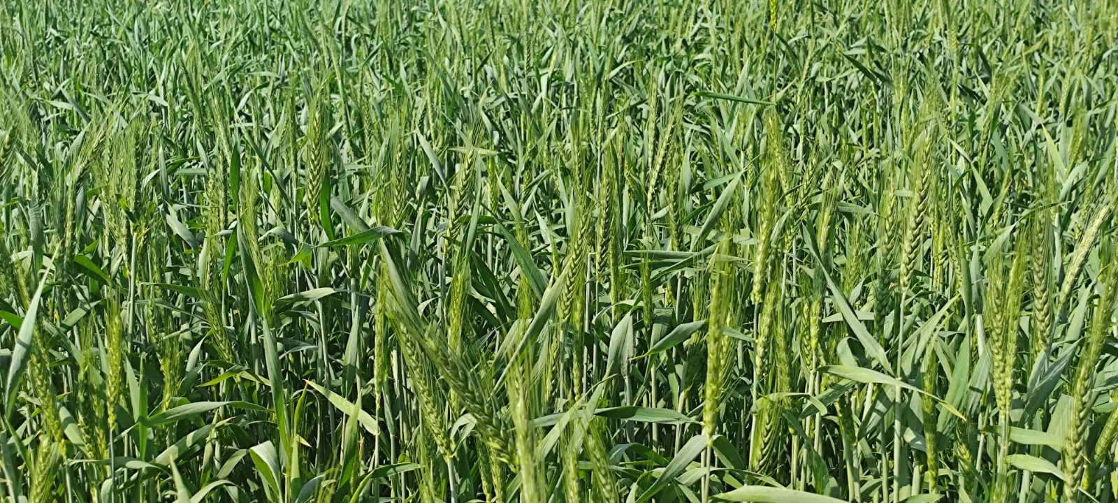 गेहूं वरदान या अभिशाप? – गेहूं बैली (Wheat Belly) के संदर्भ में विस्तृत विश्लेषण